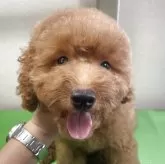 トイプードル(トイ)
