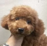 タイニープードル