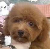 タイニープードル