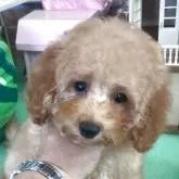 タイニープードル