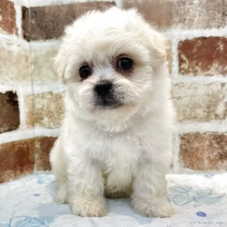 ID：2506-04606の子犬