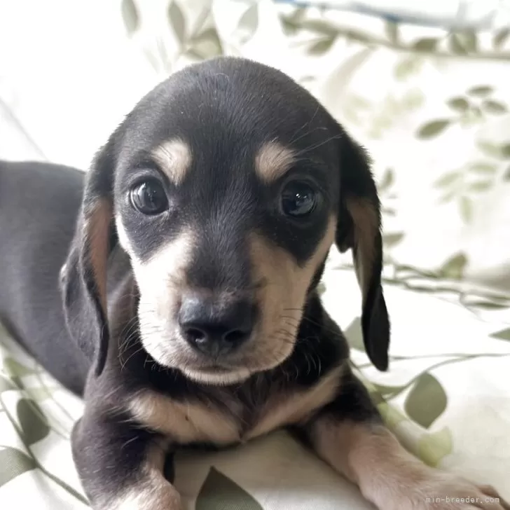 ID：2507-08747の子犬
