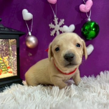 ミニチュアダックスフンド(スムース)【埼玉県・男の子・2025年10月21日・イエロー】の写真「イエローのスムース💗」