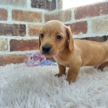 ミニチュアダックスフンド(スムース)【埼玉県・男の子・2024年11月10日・ゴールド又はレッド💕 1月7日で記載を終了します。】の写真「お父さんカニヘンダックス‪‪❤︎‬」