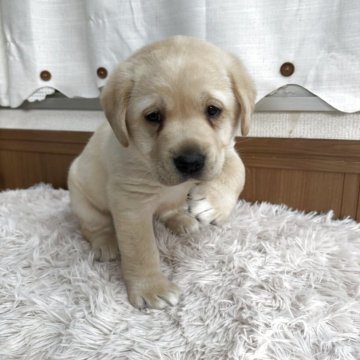 ラブラドールレトリバー【埼玉県・男の子・2025年2月25日・イエロー】の写真「ぽってりとしたかわいい男の子🐶」
