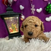 トイプードル(トイ)