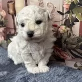 ビションフリーゼ