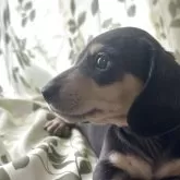 ミニチュアダックスフンド(スムース)【埼玉県・男の子・2025年6月17日・ブラックタンイエロー】の写真2