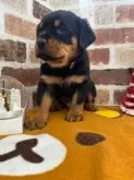 ロットワイラー【埼玉県・男の子・2024年10月7日・ブラックタン】の写真3