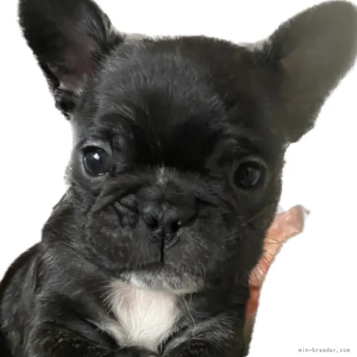 ID:2301-01005の子犬