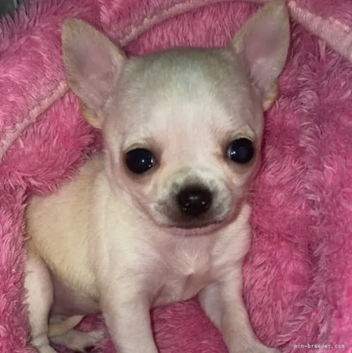 ID：2305-00392の子犬