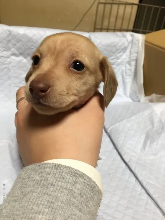 ID：1612-00745の子犬