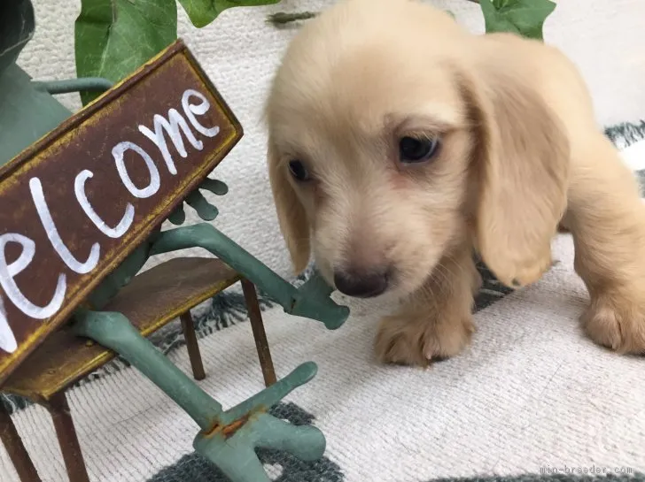 ID：1807-01325の子犬