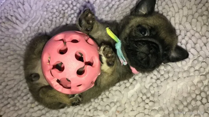 ID：2105-00662の子犬