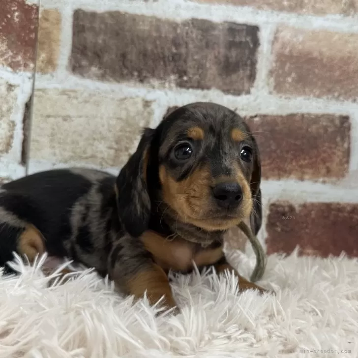 ID：2404-03413の子犬