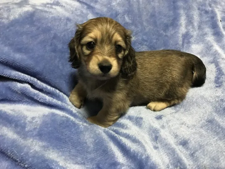 ID：2105-02140の子犬