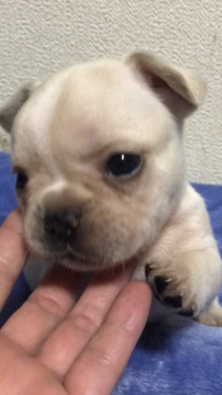 フレンチブルドッグ【埼玉県・男の子・2020年6月30日・クリーム】の写真「白めのクリーム君 8/18までの記載！3日間限定価」