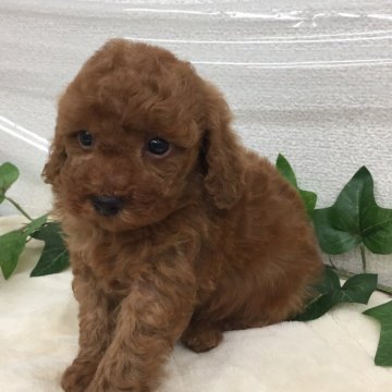 トイプードル(タイニー)【埼玉県・男の子・2018年3月23日・レッド】の写真「目がとても愛くるしいです🌟(あと2日で掲載終了)」