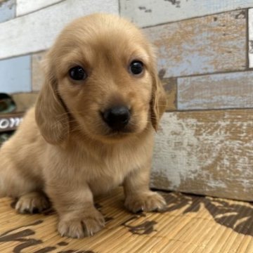 ミニチュアダックスフンド(ロング)【埼玉県・男の子・2023年5月16日・ゴールド系】の写真「甘えんぼうです♡♡」