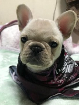 フレンチブルドッグ【埼玉県・男の子・2020年11月27日・クリーム】の写真「日に日にイケメンになって来ましたー🐶」