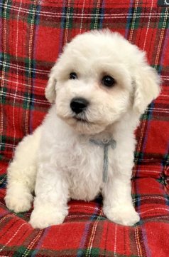 ビションフリーゼ【埼玉県・男の子・2021年10月11日・ホワイト】の写真「お正月価額🎍毛量多め🎁アフロが似合いそう〜🌟」
