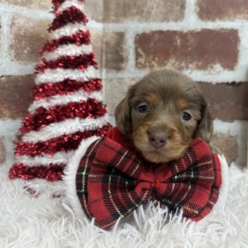 ミニチュアダックスフンド(ロング)【埼玉県・女の子・2023年11月1日・チョコダップル又はイザベラダップル】の写真「チョコダップルかイザベラダップル❤︎」