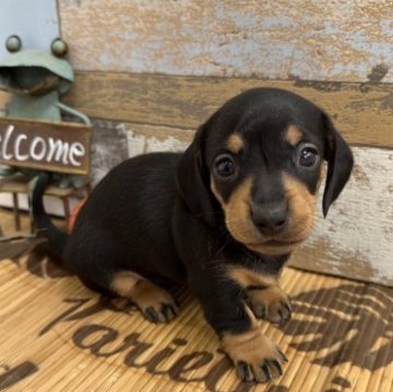 ミニチュアダックスフンド(スムース)【埼玉県・女の子・2023年5月16日・ブラックタン】の写真「🎋七夕キャンペーン🎋7月11日迄」
