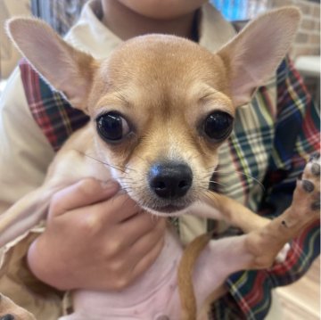 チワワ(スムース)【埼玉県・女の子・2023年12月24日・フォーンホワイト】の写真「スムースちゃん🩷🐶可愛い😍」