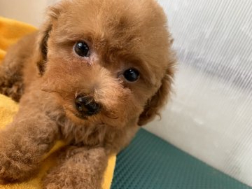 トイプードル(タイニー)【埼玉県・女の子・2020年6月2日・レッド】の写真「お父さん▶️クリア お母さん▶️クリア」