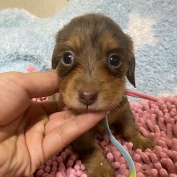 ミニチュアダックスフンド(ロング)【埼玉県・女の子・2023年4月25日・チョコダップル】の写真「可愛い〜ﾀﾞｯﾌﾟﾙ6/21お昼迄」