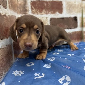 ミニチュアダックスフンド(スムース)【埼玉県・男の子・2024年7月1日・チョコタン】の写真「ツルツルの触り心地が良いです🫣」