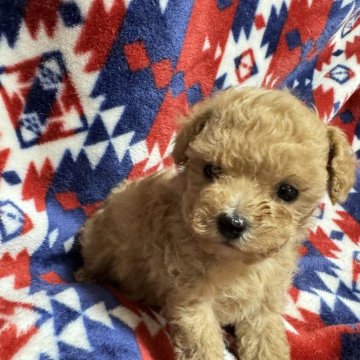 トイプードル(ティーカップ)【埼玉県・男の子・2024年8月10日・アプリ】の写真「ティーカップサイズ予想です。10/9まで」