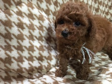 トイプードル(トイ)【埼玉県・男の子・2017年1月12日・レッド】の写真「お顔の可愛い男の子💕最終セール！」