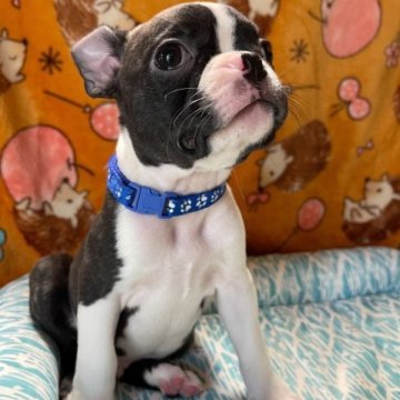ボストンテリア【埼玉県・男の子・2023年5月17日・ボストンカラー】の写真「サマーキャンペーン🏖️今だけ🐶」