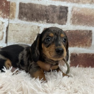 ミニチュアダックスフンド(スムース)【埼玉県・男の子・2024年3月3日・シルバーダップル】の写真「珍しいシルバーダップルのスムースです‪‪❤︎‬」