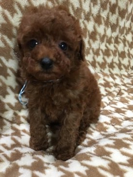 トイプードル(トイ)【埼玉県・男の子・2017年1月12日・レッド】の写真「色の濃い凄く小さい男の子です❣️最終セール❣️」