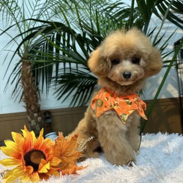 トイプードル(トイ)【埼玉県・女の子・2024年4月21日・アプリコット】の写真「✨️お目目がくりくりしてます✨️」