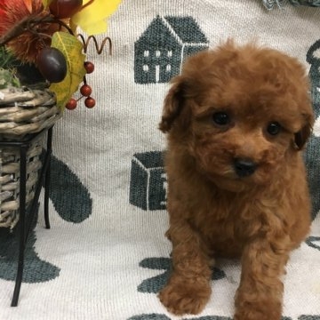 トイプードル(ティーカップ)【埼玉県・女の子・2018年11月2日・レッド】の写真「おめめくりくりです🌟」
