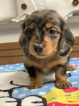 ミニチュアダックスフンド(ロング)【埼玉県・男の子・2022年11月14日・シルバーダップル】の写真「光沢のある綺麗な柄です。😊❣️青君」