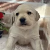 ラブラドールレトリバー【埼玉県・男の子・2024年1月2日・イエロー】の写真1