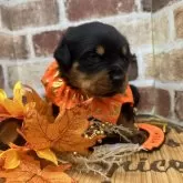 ロットワイラー【埼玉県・男の子・2024年10月7日・ブラックタン】の写真5