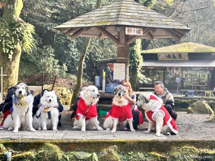 吉本　千穂(よしもと　ちほ)ブリーダー(宮崎県・グレートピレニーズ・JKC登録)の紹介写真5