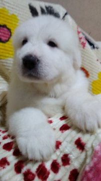 グレートピレニーズ【宮崎県・女の子・2018年3月21日・ホワイト】の写真「優良血統のマーキング&ホワイトパピー」