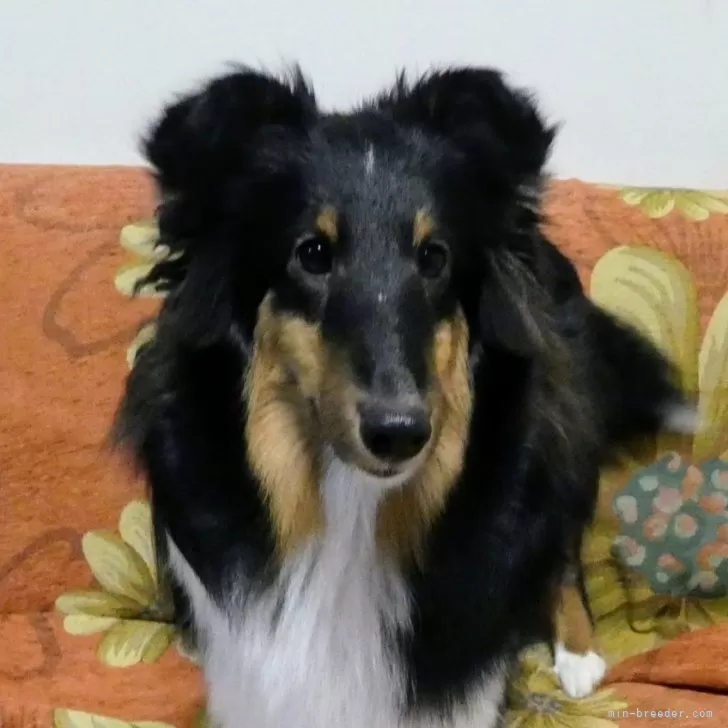 ID：2406-04412の子犬