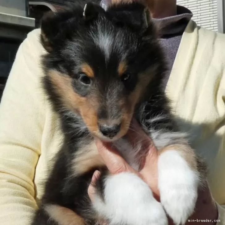 ID:2312-03022の子犬