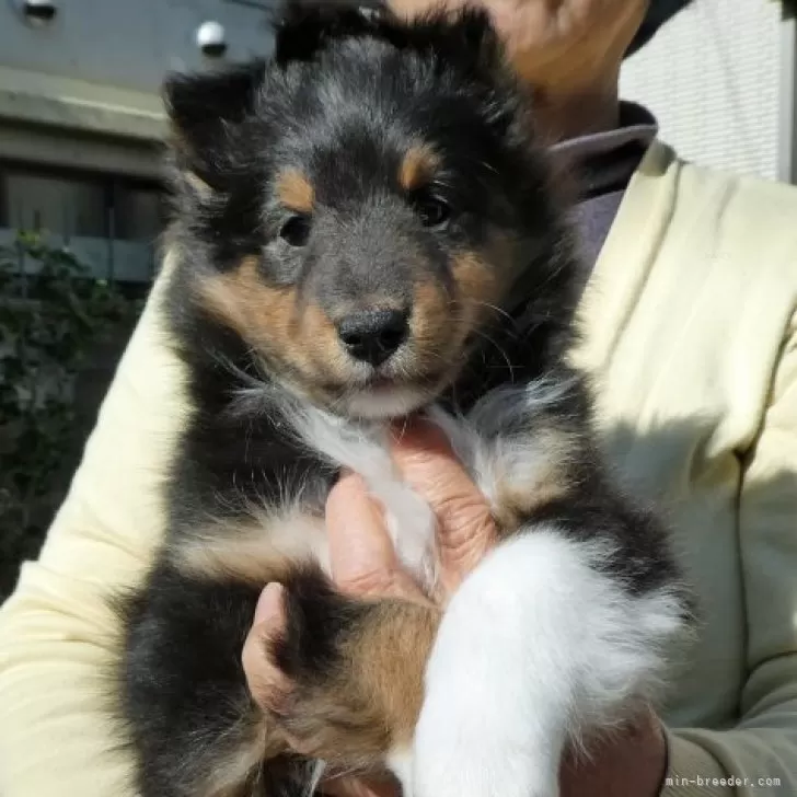 ID:2312-03020の子犬