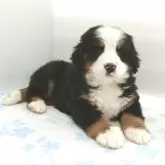 バーニーズ・マウンテン・ドッグ【北海道・女の子・2024年12月20日・ブラック・ラスト&ホワイト】の写真1