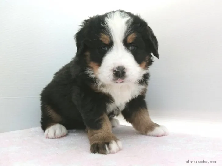 ID:2102-02410の子犬