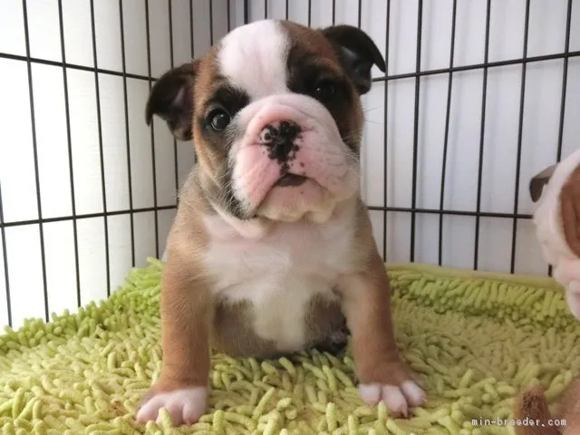 jack 様のお迎えした子犬