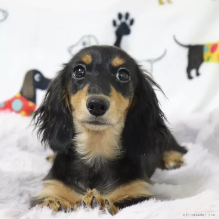 T.K 様のお迎えした子犬